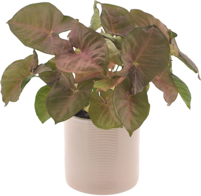 Syngonium | Neon | 30cm | met gebroken witte keramieken pot
