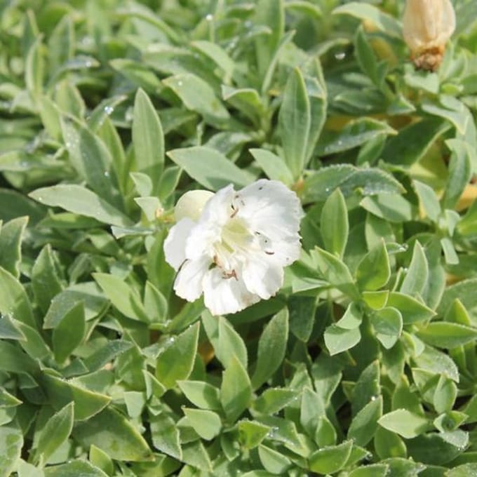 6 x Silene Maritima 'Weisskehlchen' - Lijmkruid Pot 9x9 cm - Witbloeiende Rotsplant