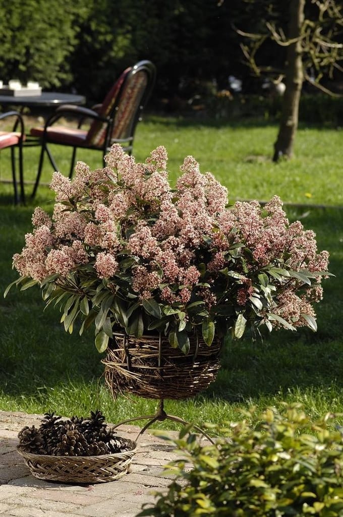 Skimmia jap. Rubella - Set van 2 - Pot 2 liter - Rode Bloem - Wintergroen