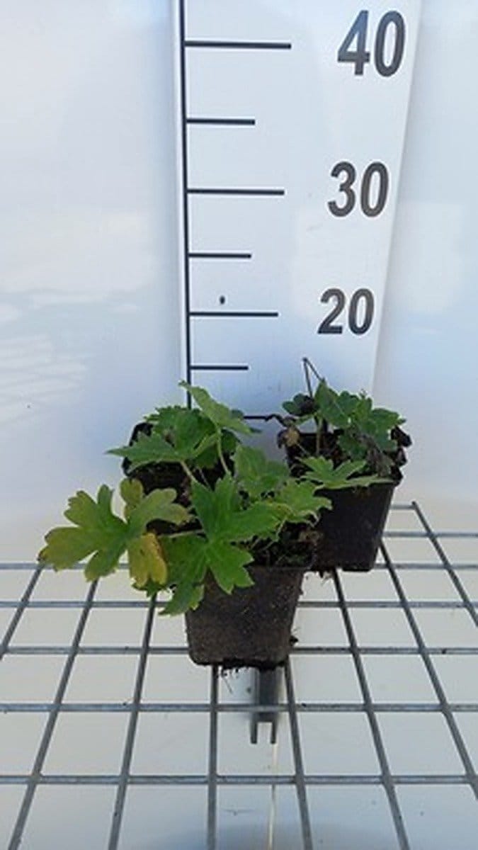 6x Monnikskap - Aconitum lamarckii | 9x9 cm pot