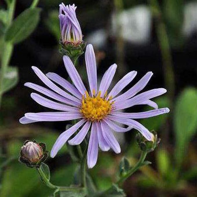 6 x Aster Amellus 'Rudolf Goethe' - Zomeraster - Blauwpaarse bloemen, compacte groei