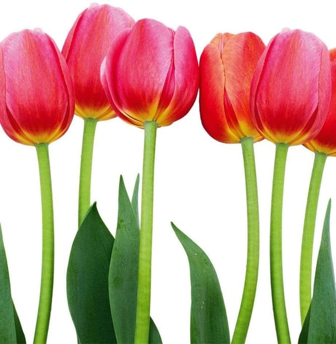 Fotobehang - Bed of Tulips 225x250cm - Vliesbehang