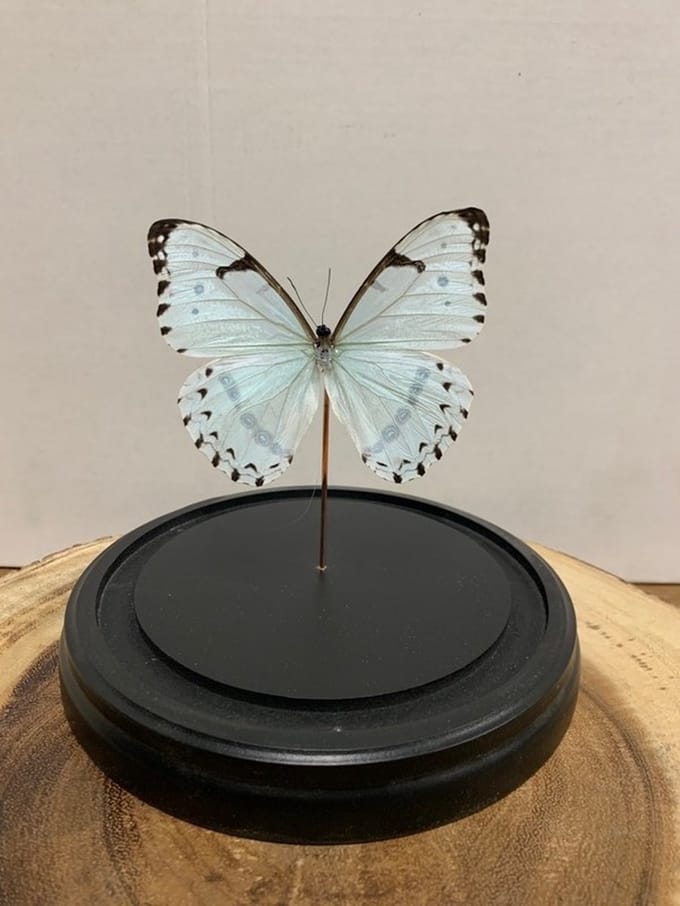 Stolp met Morpho Luna (1)