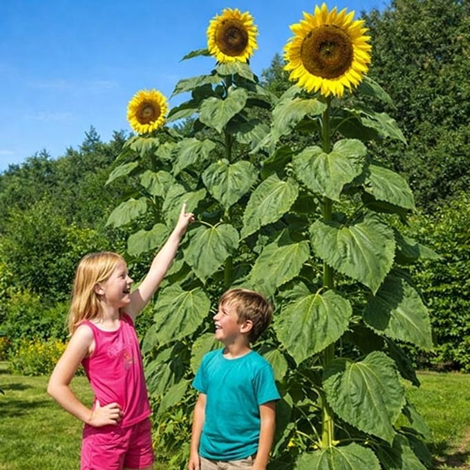 Zonnebloem zaden - Giganteus