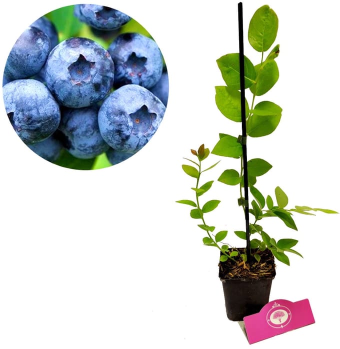 Vaccinium corymbosum ‘Jersey’, Amerikaanse blauwe bes, 3 planten, Hoogte 20cm, 9cm pot
