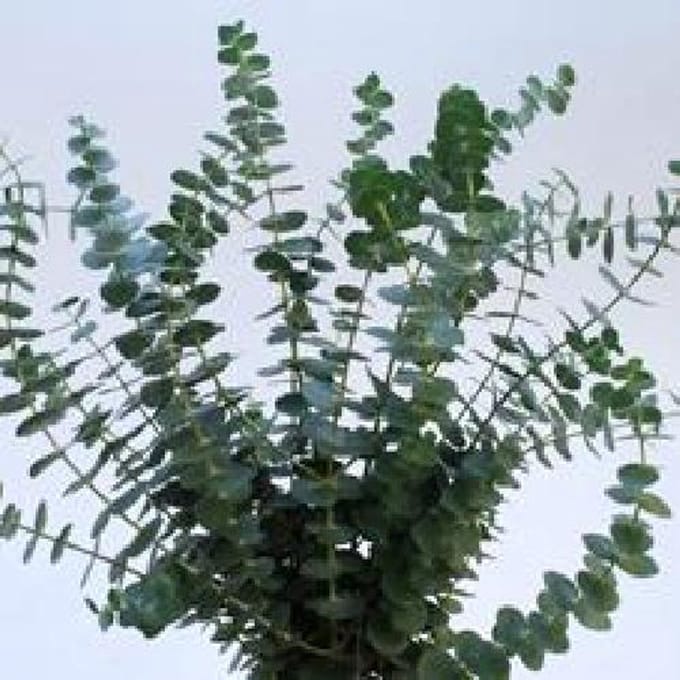 5x Sg eucalyptus baby b.kort 40cm