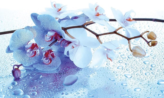 Poster | Blauw | 104 x 70,5 cm