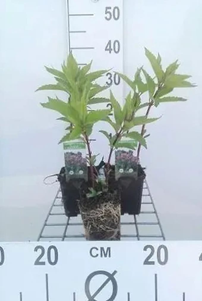 6x Leverkruid - Eupatorium mac. 'Riesenschirm' | 9x9 cm pot