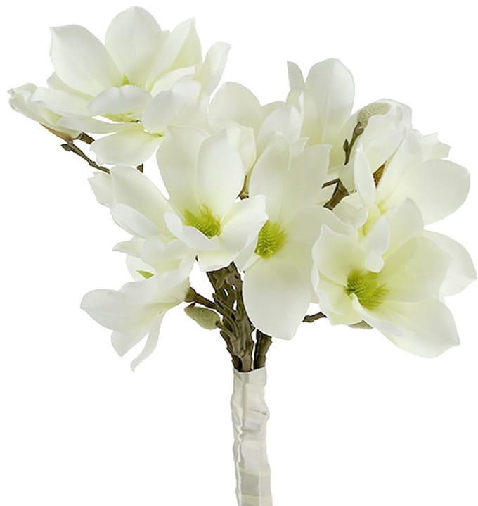 Magnolia bos wit 40cm 5 st