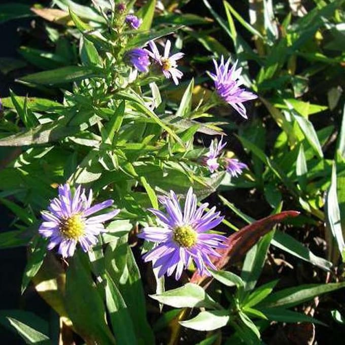 6 x Aster Dumosus 'Prof. A. Kippenberg' - Herfstaster pot 9x9cm