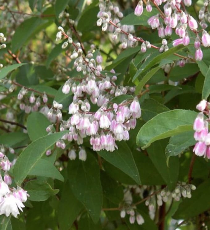 Deutzia crenata 'Pride of Rochester' - Bruidsbloem 60 - 80 cm in pot