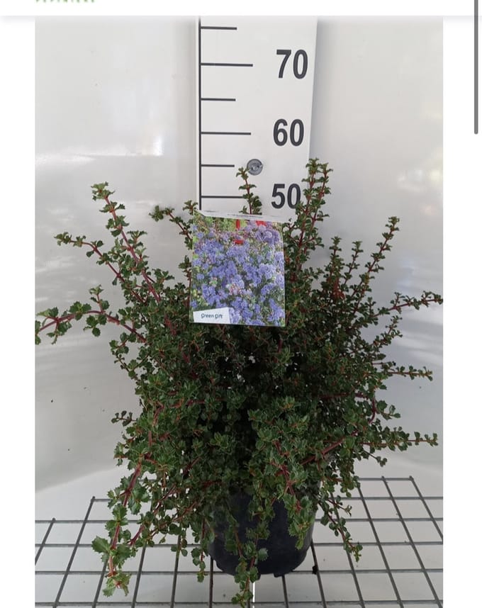 Ceanothus 'Emily Brown' - Amerikaanse Sering 40 - 50 cm in pot