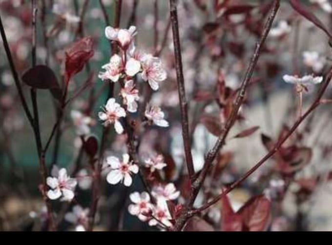 Prunus cistena - Sierpruim 60- 80 cm in pot