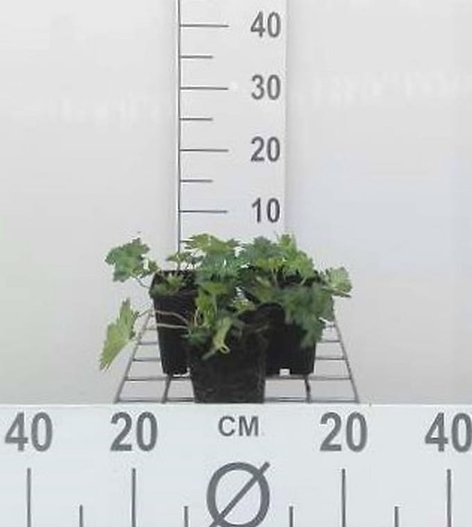 6x Ooievaarsbek - Geranium hybr. 'Azure Rush'® | 9x9 cm pot