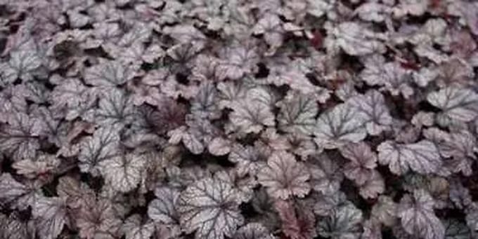 6x Purperklokje - Heuchera hybr. 'Shangai' | 9x9 cm pot