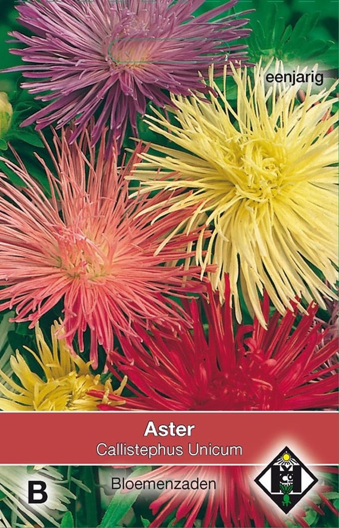 2 stuks Aster chinensis UnicumVan Hemert & Co
