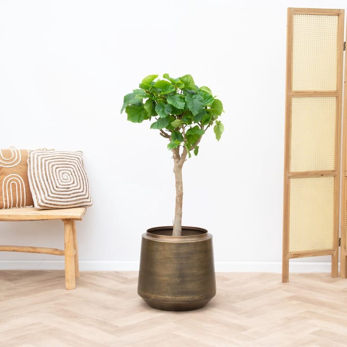 Ficus Umbellata - 180cm