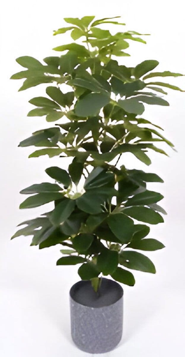 Scheffelera arboricola 70 cm kunstplant Oosterik Home