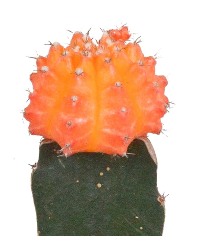 Euphorbia meloformis variegata - Gymnocalycium mix - 5,5cm - 3x