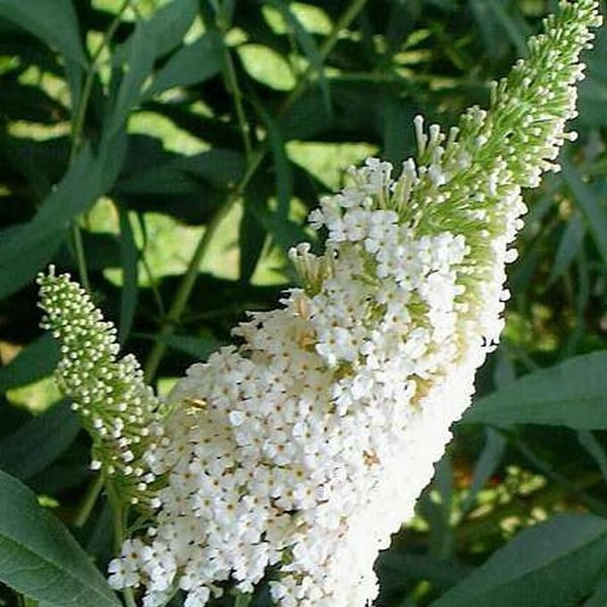 Buddleja Davidii 'White Profusion' - Vlinderstruik 40-60 cm in pot - De Rijk Bloeiende Vlinderstruik met Witte Pluimen