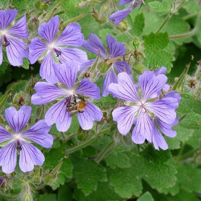 6 x Geranium 'Philippe Vapelle' - Ooievaarsbek pot 9x9cm