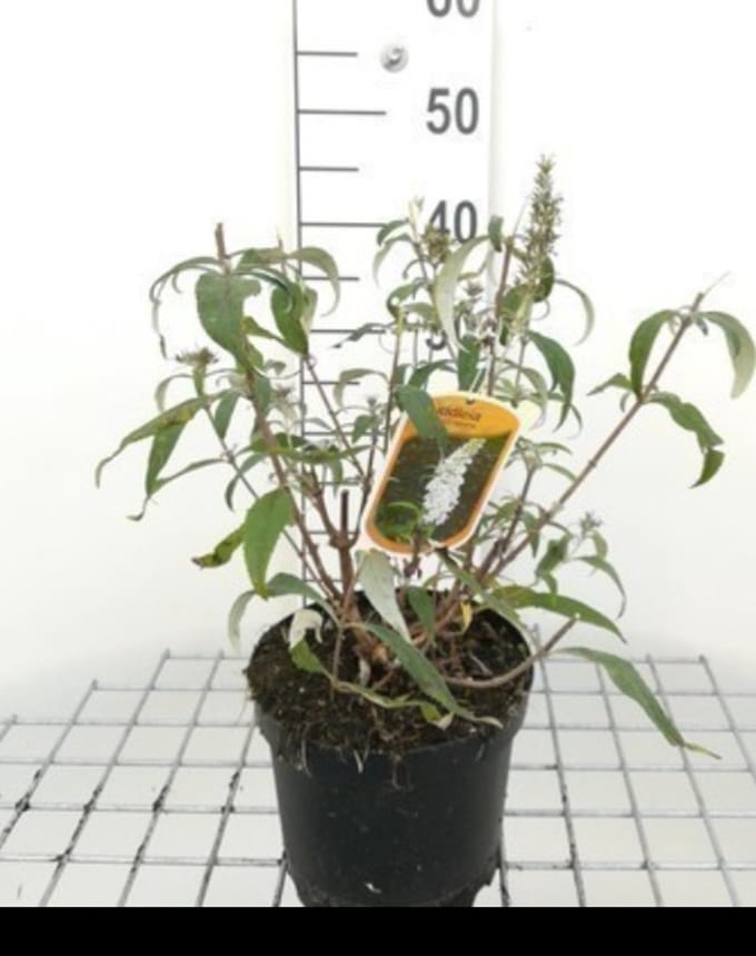 2 x Buddleja hybr. 'Marbled White'® ( 'markeep'®) - Vlinderstruik 40- 60 cm in pot