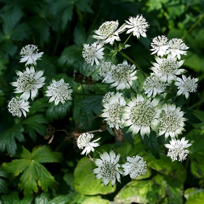 Astrantia major 'Shaggy' - Zeeuws knoopje - Wortelgoed - 5 stuks