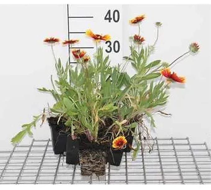 6x Kokardebloem - Gaillardia hybr. 'Kobold' ('goblin') | 9x9 cm pot
