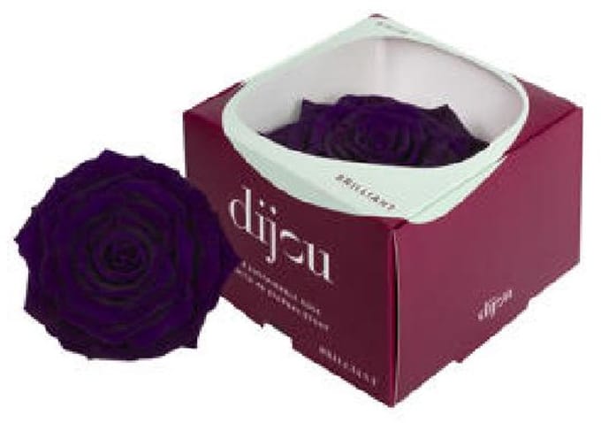 1x Rose preserved dc purple 0669ce