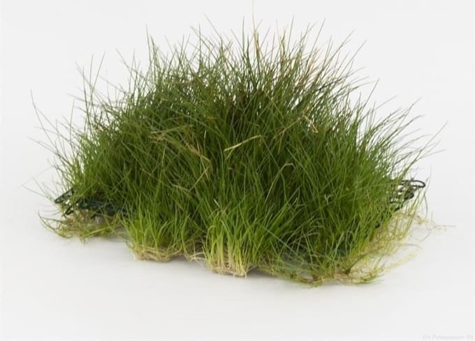 Moerings Eleocharis | Naaldgras | op stalen net Waterplant