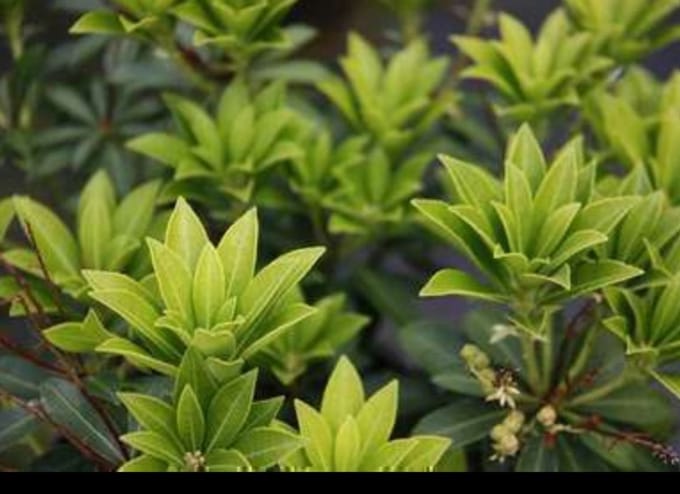 Pieris jap. 'Debutante' - Rotsheide 'Debutante' , Lavendelheide 20- 30 cm in pot