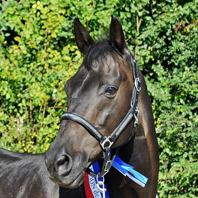 Halster voor paarden Hekktor Horus