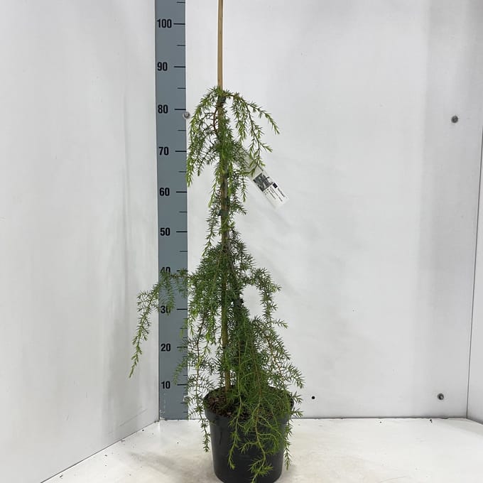 Juniperus comm. 'Silver Carpet' - Jeneverbes | 25-30 cm pot