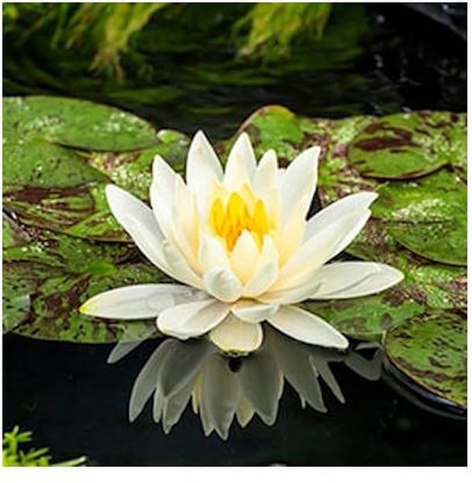 Moerings Nymphaea Lemon Mist | Waterlelie | In 11CM pot