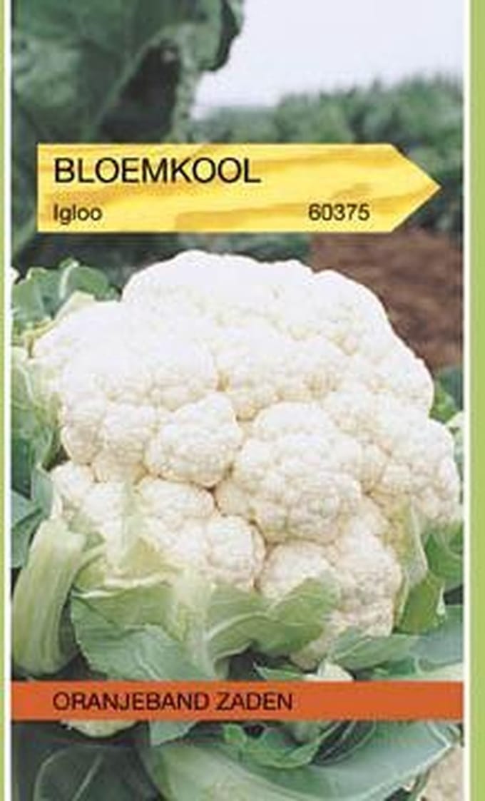 Oranjebandzaden -  Bloemkool Igloo