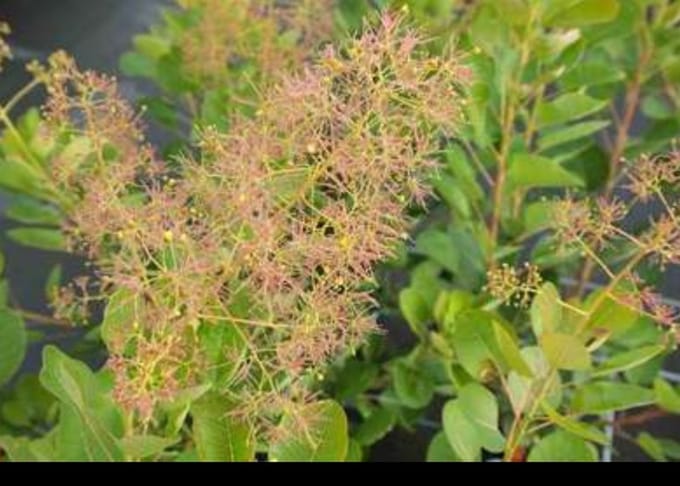 2 x Cotinus cogg. 'Young Lady'® - Pruikenboom 40- 60 cm in pot