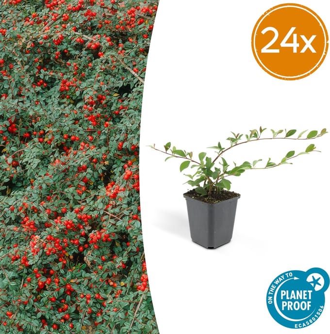24x Dwergmispel 'Major' Cotoneaster dammeri 25cm - Ø9cm sterke winterharde bodembedekker