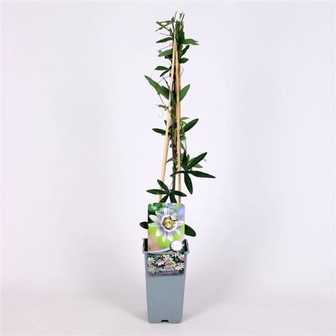 Plantes de jardin - Un ensemble 3 - Passiflora caerulea - (2L) 60-70 cm