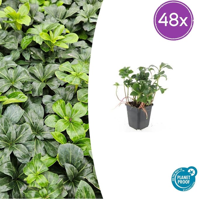 40x Schaduwkruid / Dikkemanskruid / Pachysandra 10-25cm