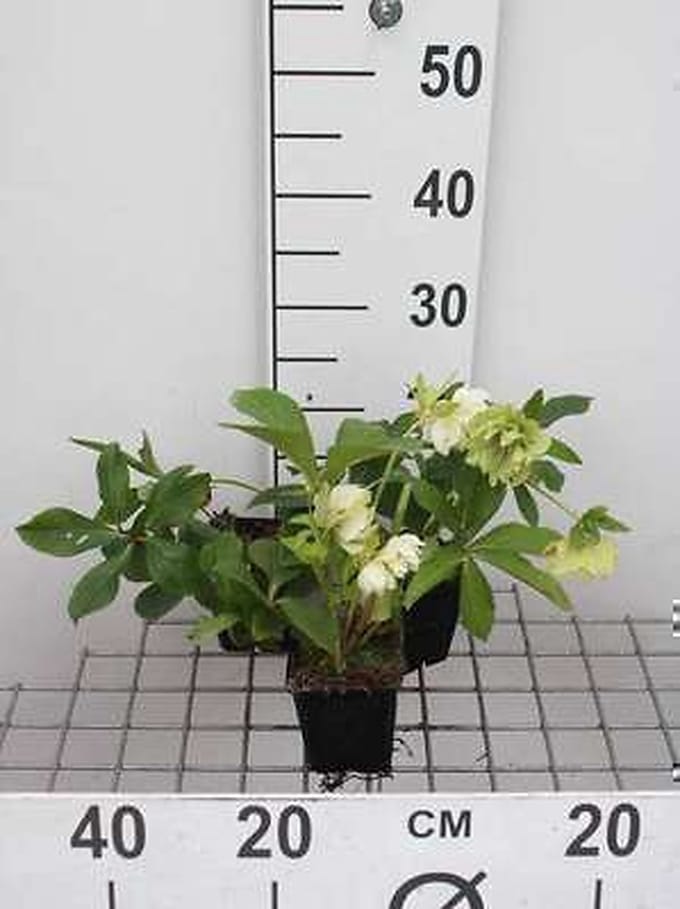 6x Stinkend nieskruid - Helleborus or. 'Double Ellen White' | 9x9 cm pot