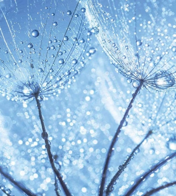 Fotobehang - Dandelion Water Drops 225x250cm - Vliesbehang