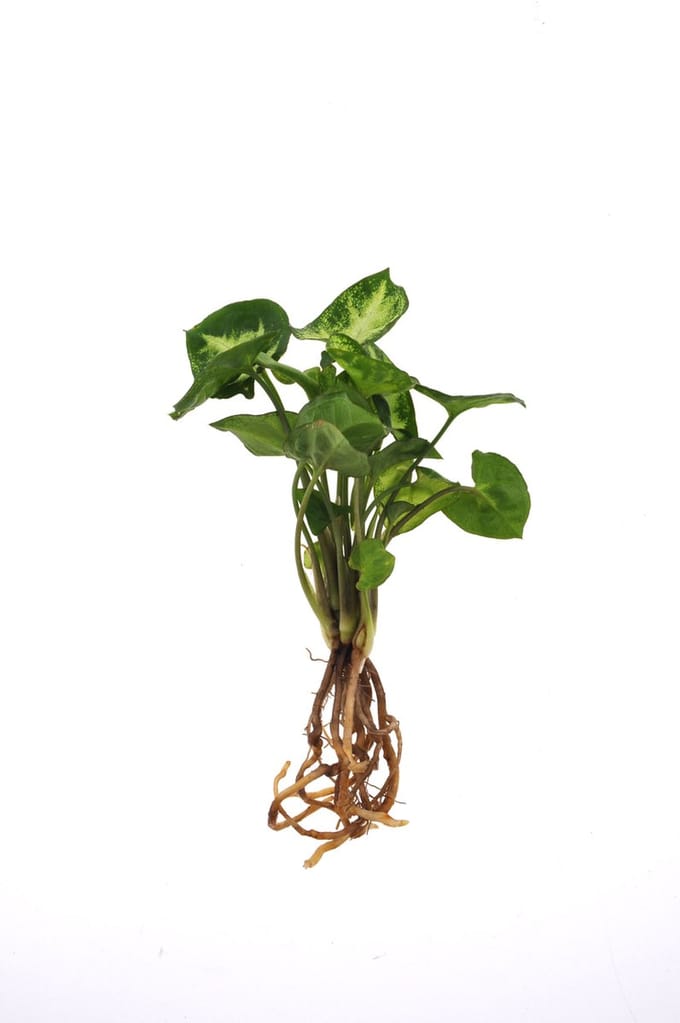 Intenz | Stekje in water | Refill small | Syngonium Pixie | 12cm