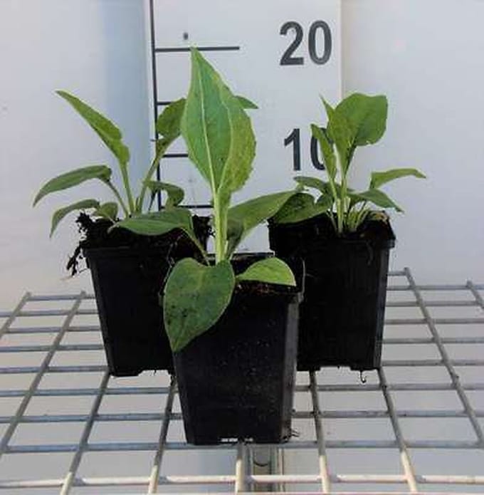 6x Zonnehoed - Echinacea purp. 'White Swan' | 9x9 cm pot