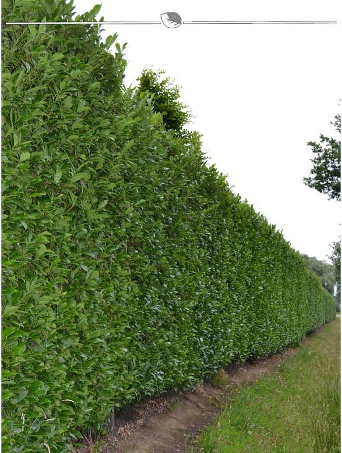 Laurier Prunus Caucasica 100-120 cm, 30x Haagplant