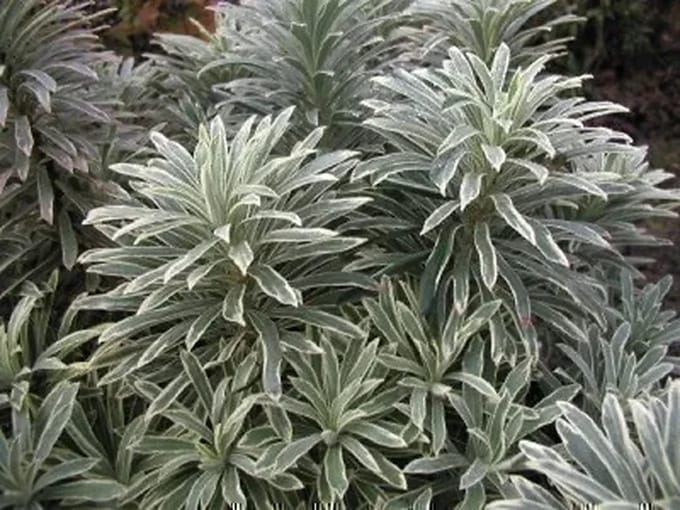 6x Wolfsmelk - Euphorbia char. 'Silver Swan'® ( 'wilcott'®) | 9x9 cm pot