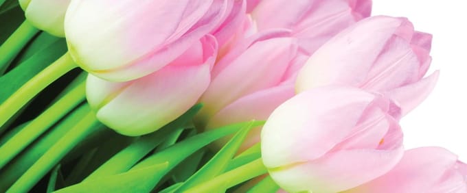 Fotobehang Flowers Tulips Nature | PANORAMIC - 250cm x 104cm | 130g/m2 Vlies