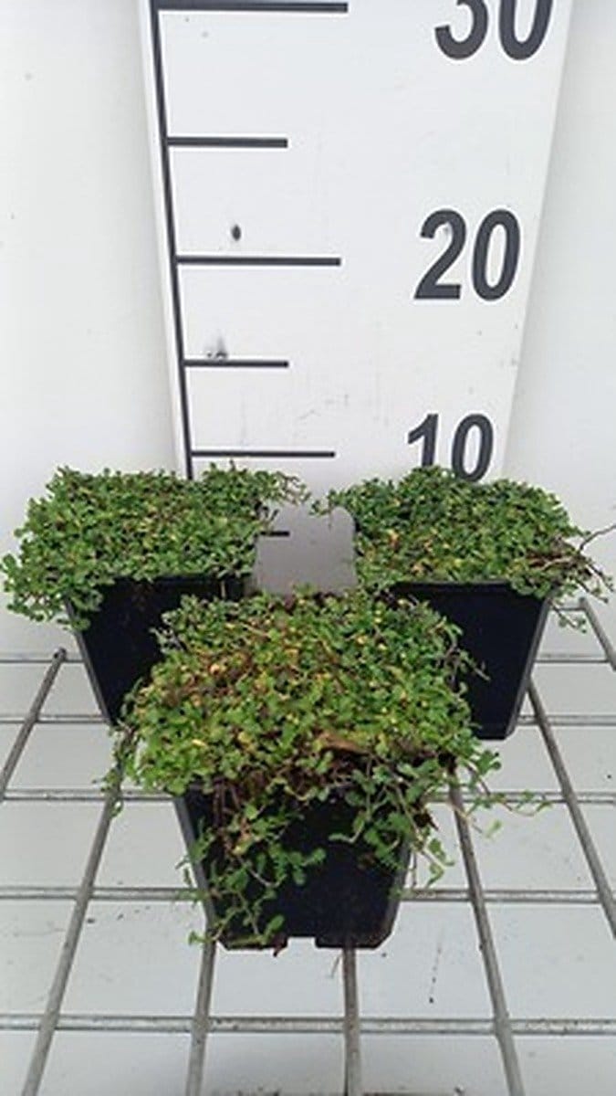 6x Speeldenkussenplant - Leptinella dioica 'Minima' | 9x9 cm pot