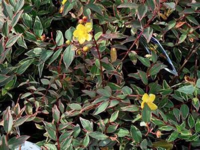 Hypericum moserianum 'Tricolor' - Herfsthooi, Sint Jankskruid 30 - 40 cm in pot
