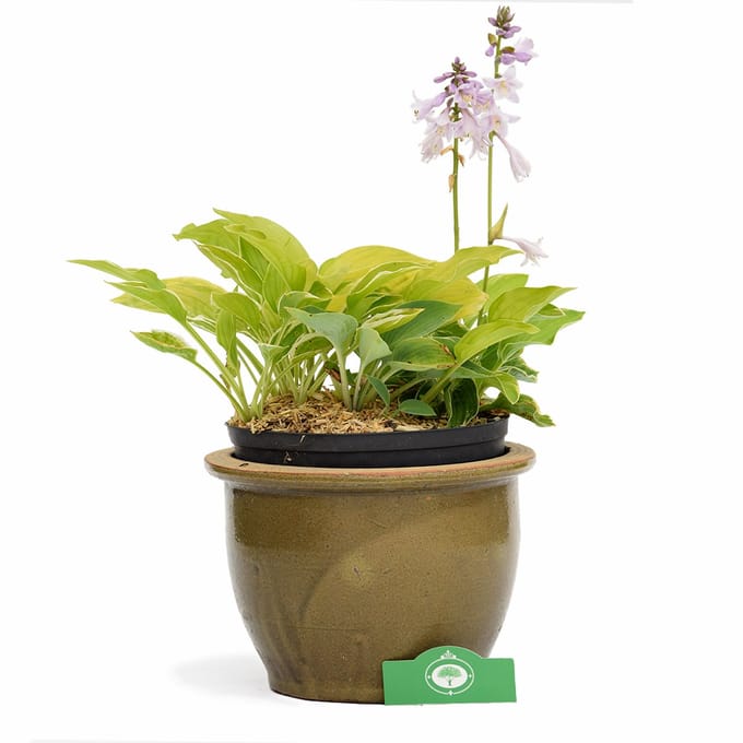 Hosta Experience, vaste plant voor tuin, terras, balkon