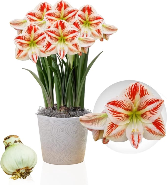 Amaryllis Bol - Clown - Bloembollen - 1 stuk - Rood-Wit - Bloem bollen